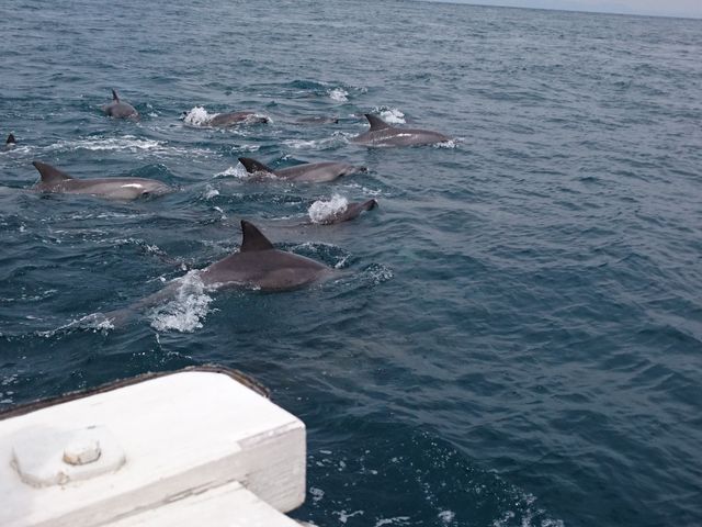 �C���J�E�H�b�`���O�􂽂�����̃C���J���ԋ߂Ō���܂����I_�V���ό��C���J�E�H�b�`���O �h���t�B���N���[�Y