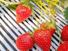 ݂䂳̂܂Ƃݔ_iەx_jւ̓eʐ^1