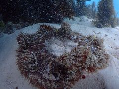 wԃ̓ʓ_CuTCgւ̓eʐ^1