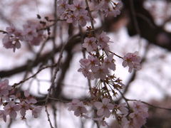 �݁B����̒������̎}�����ւ̓��e�ʐ^1