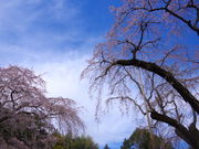 �݁B����̒������̎}�����̓��e�ʐ^1