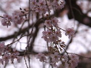 �݁B����̒������̎}�����̓��e�ʐ^3