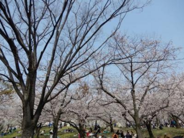 ���j���������̂Ō��\�ɂ��₩�ł���_�єn���V�{����