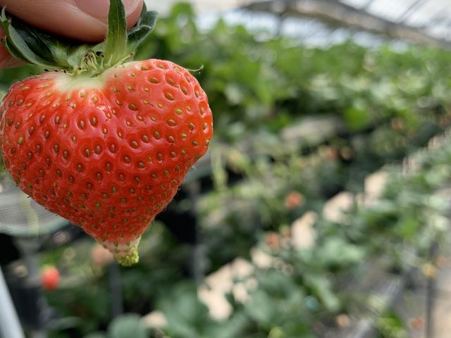 �n�[�g�^�̃C�`�S�����I_�G�ߑ̌��_��@�Ԃ̊C