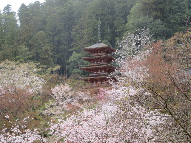 �J�����ʂ邮�炢�̑�J�������������Ƃ�Ƃ��������őf���炵�������B_���J��