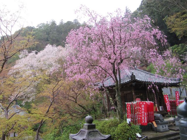 �卑���ƍ��̃R���g���X�g�������I�I�I_���J��