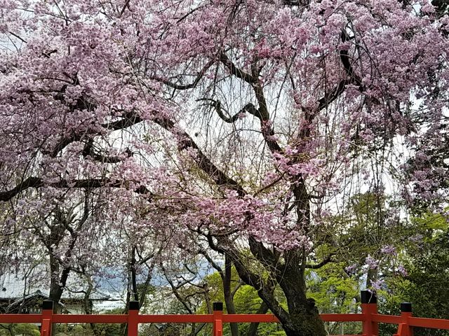 ���M�_�Ђ̖{�a�̉��ɂ��邵�����_���M�_��