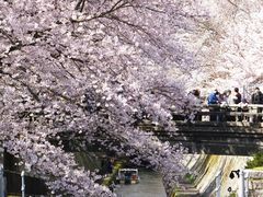 jR񂳂̔iΑ`ւ̓eʐ^1