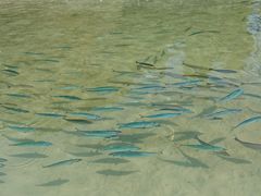 ܂˂̂ނƔpZقւ̓eʐ^1