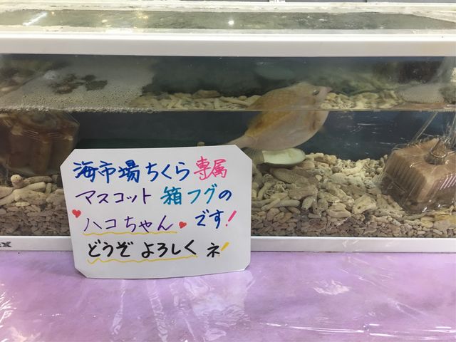 �ꑮ�}�X�R�b�g�A�n�R�����_���̉w �����璪������