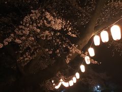 夜22時まで ライトアップも 第31回 沼田公園 桜まつりの口コミ じゃらんnet