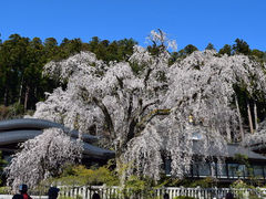 のりちゃんさんの身延山久遠寺のシダレザクラへの投稿写真1