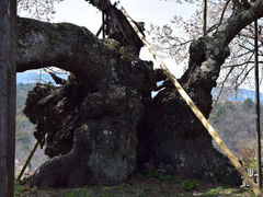 �R���_����̎ʐ^1