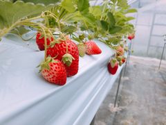 ̂т񂳂34GardenijOL@{Xւ̓eʐ^1