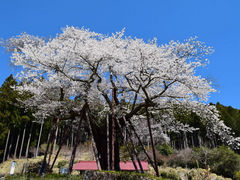 のりちゃんさんの本郷の千年桜の投稿写真1