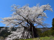 �̂肿��񂳂�̖{���̐�N���̓��e�ʐ^1