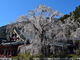 のりちゃんさんの身延山久遠寺のシダレザクラへの投稿写真4