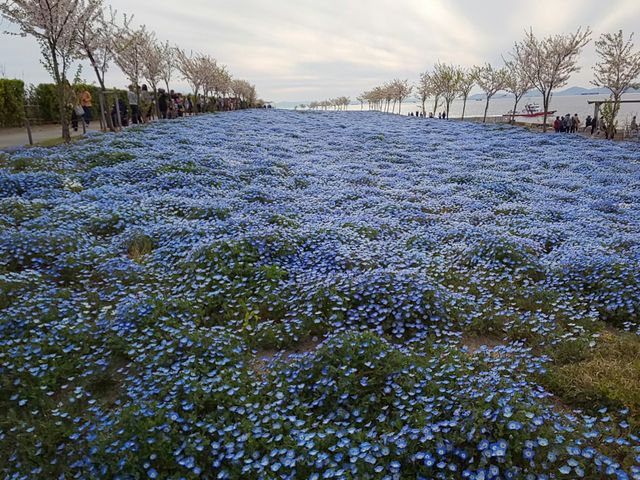 ɂ̓ltBL_܂܃V[TChp[N