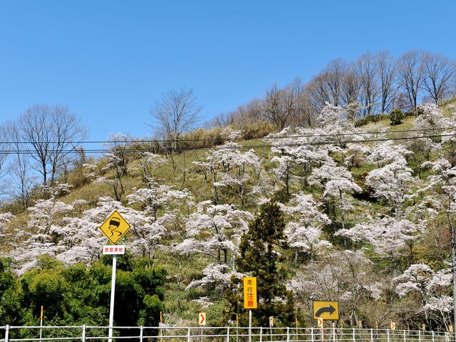 �����̂�������̎�ؓ��̓��e�ʐ^1