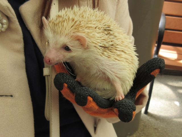 �H�g�䎩�R���������T�t�@�������h