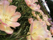 ڂ񂳂̂Ƃ`[bv܂̓eʐ^15