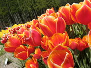 ڂ񂳂̂Ƃ`[bv܂̓eʐ^7