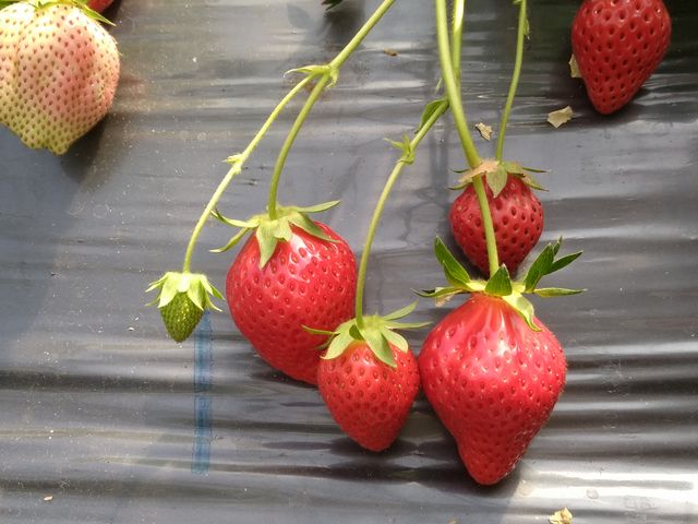 �傫�������A���A�ɂ���C�`�S��������_䕉����߃n�E�X