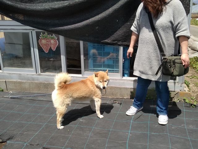 �Ŕ�_䕉����߃n�E�X