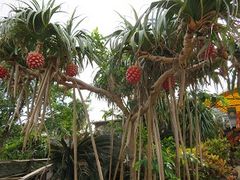 アダンのクチコミ一覧 - じゃらんnet