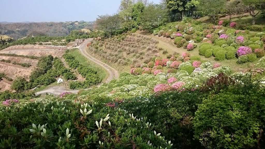 田原坂公園のツツジ アクセス 営業時間 料金情報 じゃらんnet