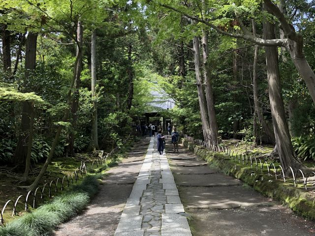 お寺までの道。新緑が素敵でした。_寿福寺