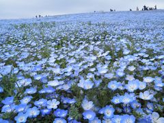 hohoho̍cЂClւ̓eʐ^1