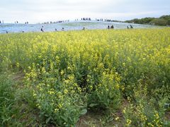 hohoho̍cЂClւ̓eʐ^2