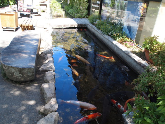 jł܂_̉wÍ`̗܂ƁE났L