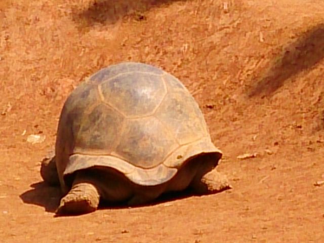 �̊��^������ iZoo