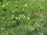 Ԃ񂳂̑̐mԂ̓eʐ^1