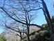maaaya19さんの城山公園園路の桜並木の投稿写真1