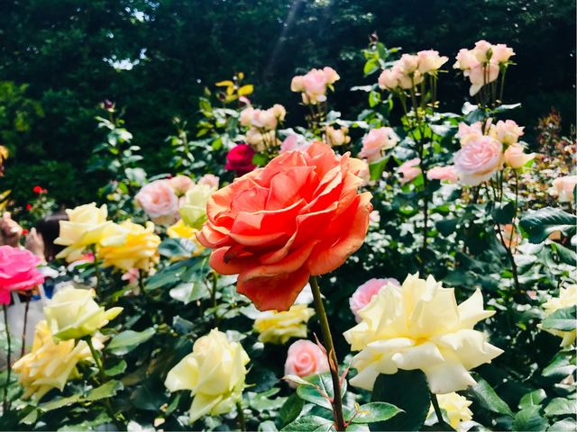 yqwق̃ozFƂǂ̂΂_qwق̃o