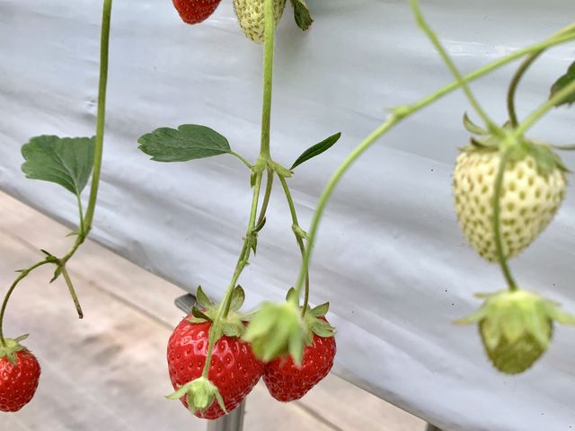 �ς��ʌi�F������܂����B�����ɂ͐̍s�������ɐڋq���Ă��ꂽ�D�������c������̑��q���񂪂��܂���_���R��������