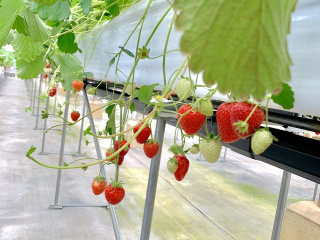 �̂̎v���o��b���Ȃ���r�j�[���n�E�X���ɓ���ƁA�l�X�Ȏ�ނ̃C�`�S������ł��āA�[���珇�ɐH�ׂ�_���R��������