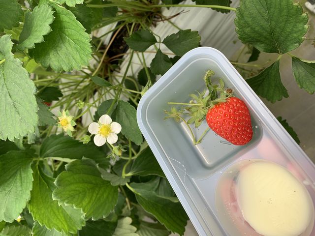 ���ۂɐF�X�ȃC�`�S��H�ה�ׂĂ݂�Ɩ���H���A�F����傫���܂őS���Ⴍ�ĂƂĂ��y���߂܂����B_���R��������