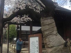 é–å›½ç¥žç¤¾ã®æ¡œã®å£ã‚³ãƒŸä¸€è¦§ ã˜ã‚ƒã‚‰ã‚