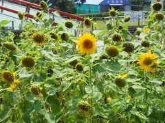 肶邳̖[t[Cւ̓eʐ^1