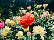 ߂̂̊qwق̃o̓eʐ^2