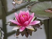 Ƃ񂳂̊␣q̃VNN̓eʐ^5