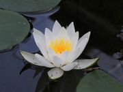 Ƃ񂳂̊␣q̃VNN̓eʐ^6