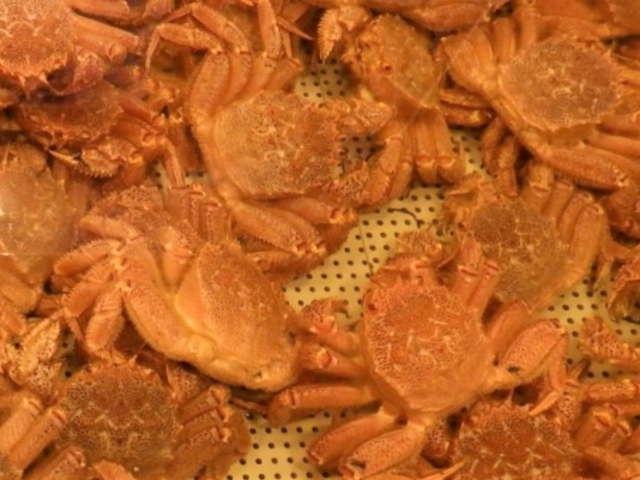 �ъI_���������s���O�s��