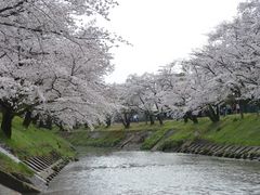 新境川の桜の口コミ一覧 じゃらんnet