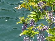 marorin088͓̉r̓eʐ^12