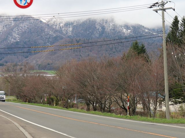 芦別岳を臨む_東大樹木園